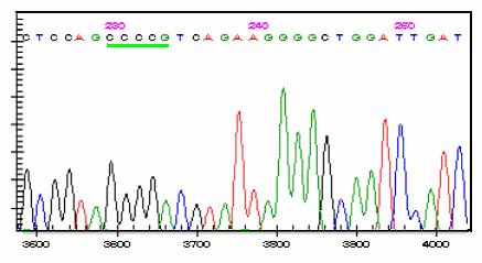 olmadığının saptanması amacıyla DNA dizi analizi yapılmıştır. 4.ekzon 1. bölge primerleriyle yapılan DNA dizi analizinde 3 UTR da c.