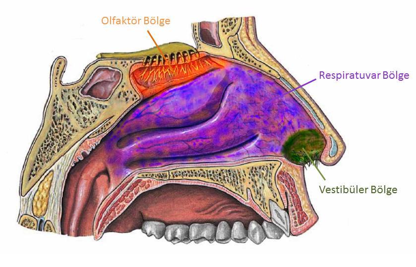 Şekil 2. 7. Nazal kavitenin vestibüler, respiratuvar ve olfaktör bölgeleri (Paulsen ve Waschke (48) (2011) den modifiye edilmiştir).