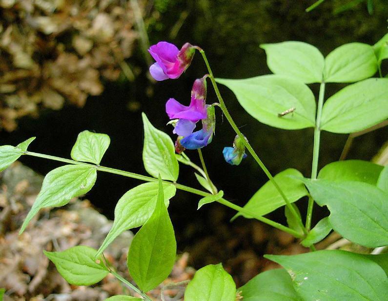 Lathyrus