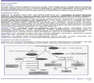 82-Aşağıdakilerden hangisi, akut inflamasyonda rol oynayan, plazma proteinleri kaynaklı mediyatördür?