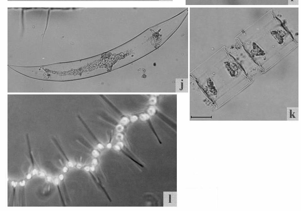 Bacillaria paxillifera, d. Hemiaulus hauckii, e. Pleurosigma normani, f. Gyrosigma balticum, g.