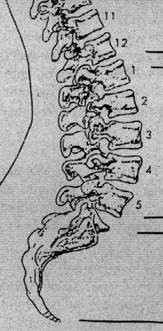 THORAĐC VERTEBRAE