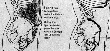 ABDOMĐNĐS