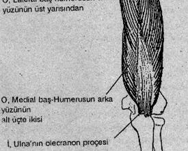 BĐRLĐKTE KASIN UZUN BAŞI OMUZ EKLEMĐNĐN