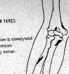 PRONATOR QUADRATUS KASI BU KAS, TRĐCEPS BRACHĐĐ