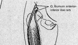 RECTUS FEMORĐS KASI