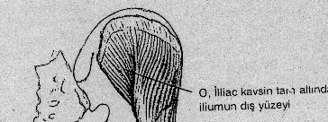 GLUTEUS MEDĐUS