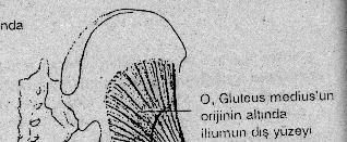 GLUTEUS MĐNĐMUS BU KAS