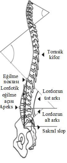 a) b) Şekil 15 : a)sagital omurga ve sagital parametreler.(47) b) sagital denge bozukluğunda ikincili değişiklikler.