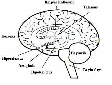 17 hipotalamus; beden ısısı, açlık, susuzluk ve cinsellikle ilgili duyguları yönetir.