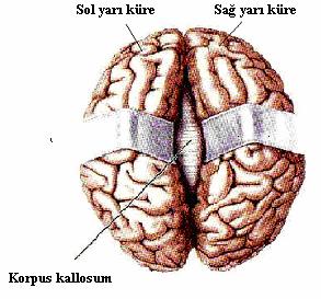 18 kallosum kesildiğinde, beynin sağ ve sol kısmı arasında bilgi alışverişi olamamaktadır (Bear, Connors ve Paradiso, 2001, s.651). Şekil 4.