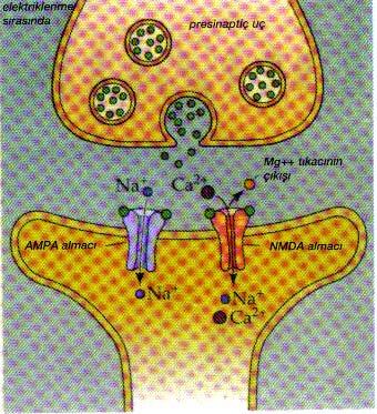 22 olur. Hangi kanalların nasıl etkinleşeceğini NM belirler. Bu olaylar uyarının geçeceği sinaptik hücrede elektrik yaratır ve böylece ileti devam eder (Aktaran: Aslan, 2000). Şekil 5.