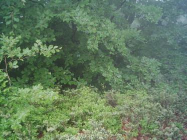 bornmüelleriana) ve göknar-çam (Pinus nigra), Sarıalan ve Çobankaya da ardıç (Juniperus communis var.