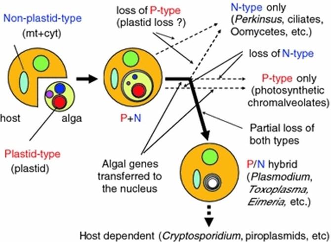 Protozoon apicoplastı Erciyes Üniv Vet Fak Derg 14(1), 49-59, 2017 Şekil 4. İkincil plastid ile organizma da heme biyosentezinin evrimi (hipotez) (53).