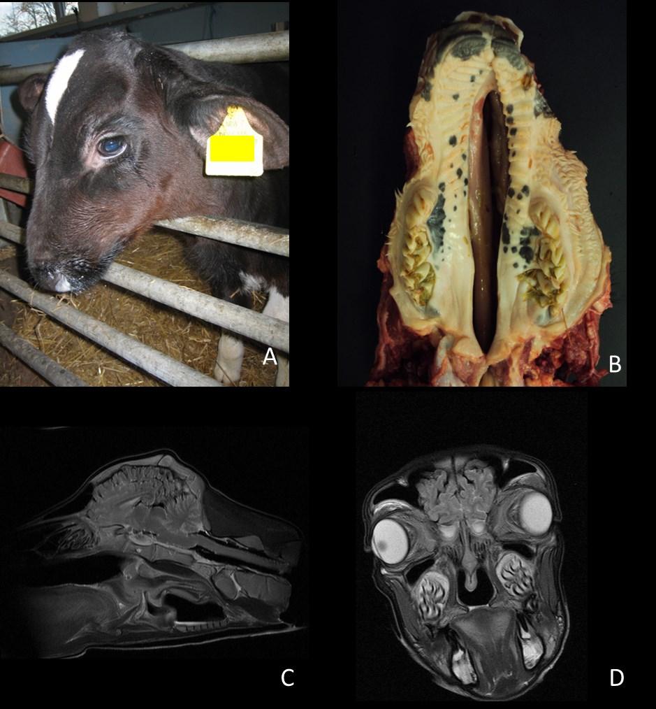 Erciyes Üniv Vet Fak Derg 14(1), 73-80, 2017 Z. USTA Figure 2: Holstein calf showing a median cleft palate (CP) (A, B).