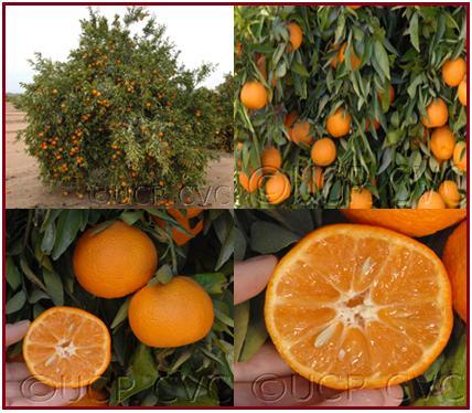 3. MATERYAL ve METOD 3. MATERYAL ve METOD 3.1 Bitkisel Materyal Klemantin mandarininde, (Citrus clementina Hort. Ex Tan. Var.