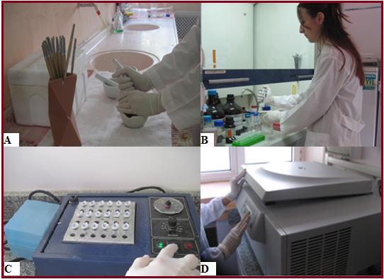 3. MATERYAL ve METOD 12. Süpernatant dikkatli bir şekilde dökülmüş ve pelletin kuruması için tüpler ters çevrilmiştir. 13. Pellet 100 µl TE (Tris-EDTA) içerisinde çözülmüştür. 14.