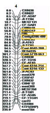 4.BULGULAR ve TARTIŞMA İki markör arasındaki ortalama uzaklık 6.71 cm olarak hesaplanmıştır (Şekil 4.10). Şekil 4.10. Klemantin mandarinin 4. bağlantı grubu. 4.3.2.1.(5).