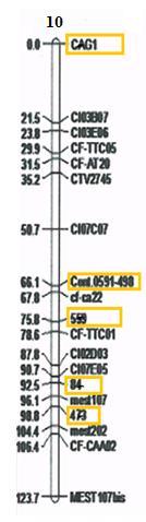 4.BULGULAR ve TARTIŞMA Şekil 4.16. Klemantin mandarinin 10. bağlantı grubu. Diğer araştırmacılar tarafından turunçgil türlerine ait, yapılan haritalama çalışmalarında, Cai ve ark.