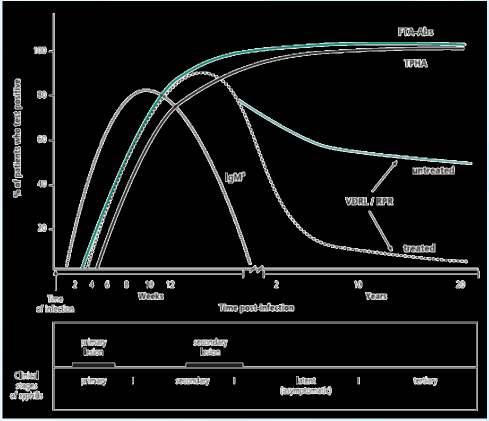 Özgül antitreponemal IgM yanıtı 2. hafta, IgG yanıtı ise 4. haftanın sonunda gelişir.