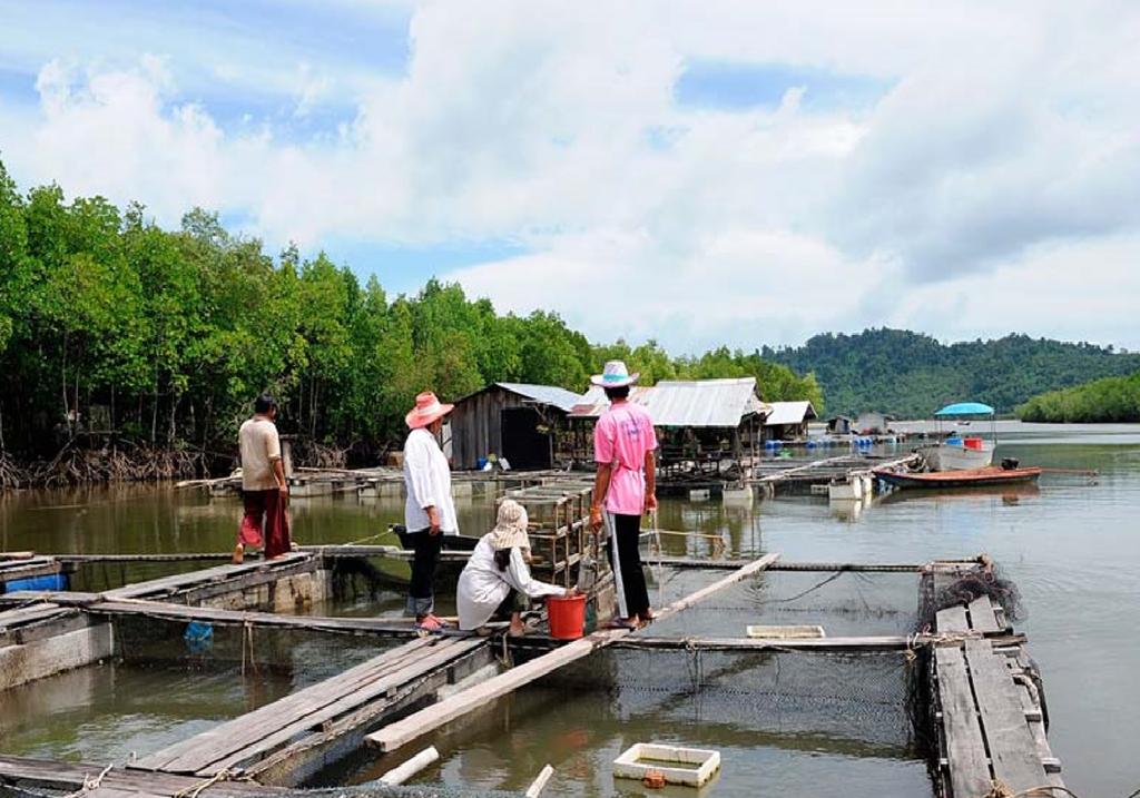 2. ÖNCEKİ ÇALIŞMALAR Pınar MUMOĞULLARINDA 2.2.2. Asya Kedi Balığı nın Kültürü Asya kedi balığının Mekong Deltasında üç ana kültür uygulaması bulunmaktadır.