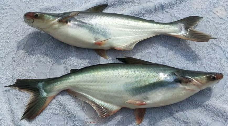 Pangasius hypophthalmus balığı (Sauvage,
