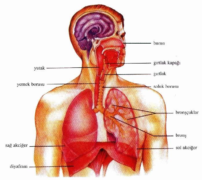 3 LENFATİK SİSTEM: Doku sıvısı da denilen lenf sıvısını taşıyan sistemdir. Ak kan diye de bilinir. Lenf damarları, lenf düğümleri, dalak ve timüs bezinden oluşur.