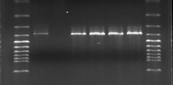monocytogenes lerin doğrulanması amacıyla hlya gen sekansı kullanılarak yapılan PCR analizinde incelenen 24 suşun 23 ünün (% 95.8) L. monocytogenes olduğu belirlendi (Resim 2).
