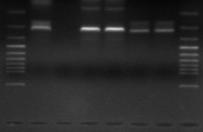 324 bp 1 2 3 4 5 6 7 8 Resim 3. PCR ile cpa geni tespit edilmiş C. perfringens izolatlarının elektroforez görüntüsü (1 ve 8: 100 bp DNA marker. 2: Pozitif kontrol (C.