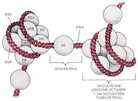 Bağlayıcı DNA Nükleozom (Histon oktameri + DNA) Nükleozom