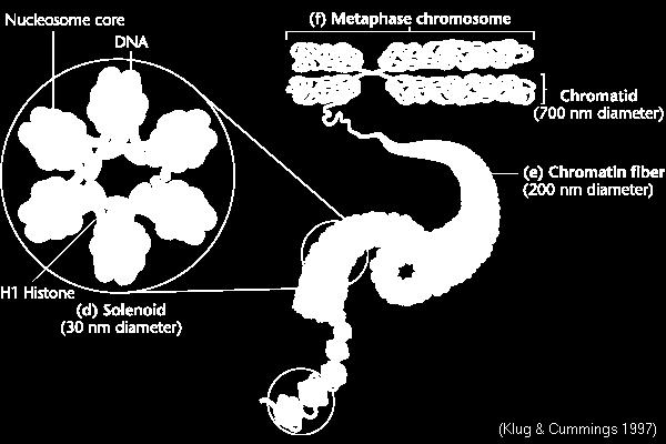 Nükleozom göbeği DNA Metafaz kromozomu Kromatit (700nm çapı) Kromatin teli (200nm çapı) H 1 Histonu Solenoid yapı 30nm çapı
