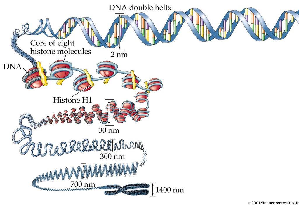 DNA, Nükleozom