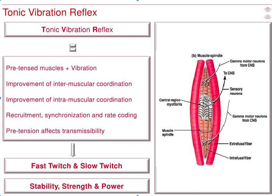 Vibrasyon Uygulamalarının Fizyoterapide Kullanımı iğciklerindedir. Pozisyon hissi ve hareket duyuları ile ilgili afferentler, kas iğciğinde bulunur.