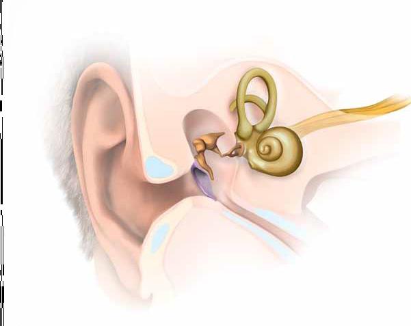 3 Stapes İnküs Üzengi Vestibüler sistem 5 İşitme siniri 1 Kulak kepçesi 2 Kulak zarı 4 İç kulak Kulak kanalı Sesin kulaktaki doğal yolculuğunu izlemek için www.medel.