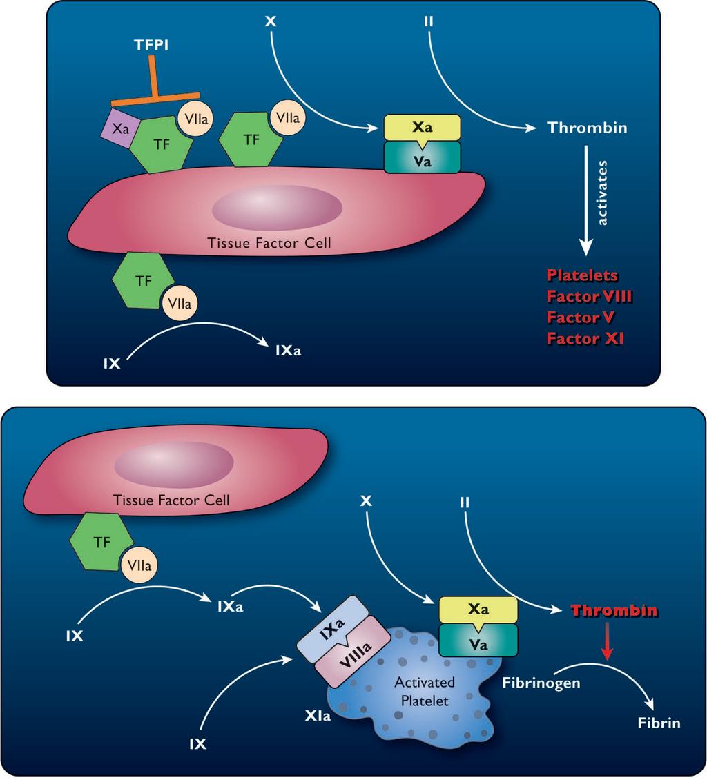 Şekil:1 koagülasyonun aşamaları (39): Doku faktörünün FX aktive ederek trombin oluşturması sonucu trombinin diğer faktörleri aktive etmesi, sonrasında da aktive FIX aktive platelet üzerinden trombin