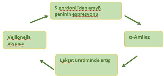 Şekil 3. Viridans streptococci ürettiği H₂O₂ bazı bakteriler için yıkıcı bir molekül iken A.