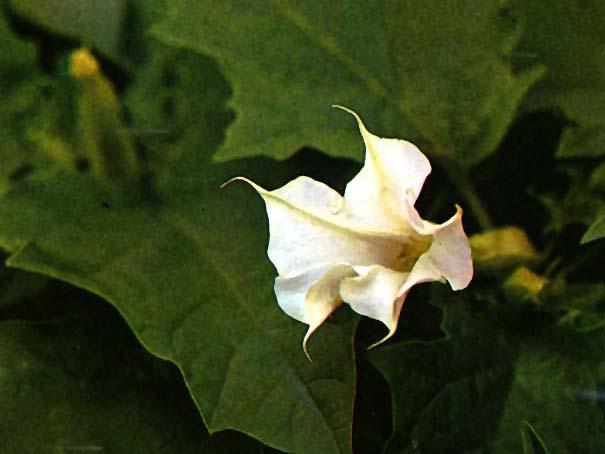 Datura