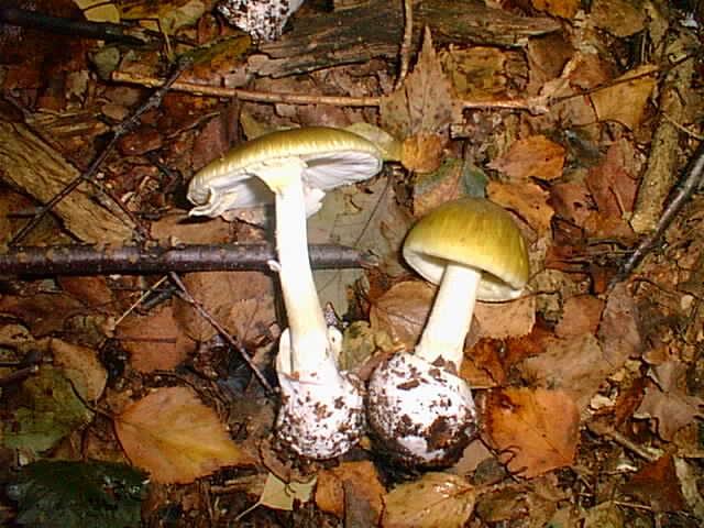 Amanita