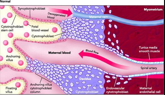 haftada endovasküler trofoblastlar 1/3 miyometrium içindeki spiral arterlere invazyon yapar Muskuler ve