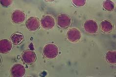 Bazı üzüm çeşitlerinde (Vitis vinifera L.) in vitro testler yardımıyla polen canlılığı ve çimlenme yeteneklerinin incelenmesi 119 1967; Fidan, 1975; Ağaoğlu ve ark.