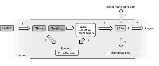 4 2.1.1. Laktozun kolonda fermantasyonu Kolona geçen laktoz, kolonik bakterilerin β-galaktozidaz enzimleri tarafından hidrolize uğrar ve sonuçta glikoz ve galaktoz oluşur.