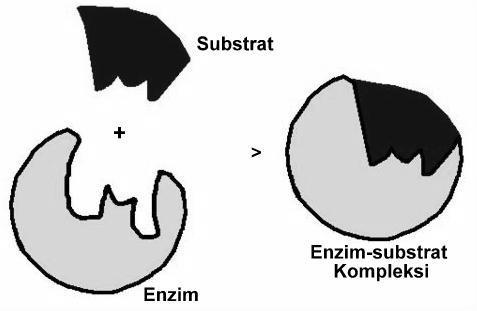 17 Enzimin aktivasyonu, reaksiyon esnasında enzim tüketilmeksizin gerçekleşir. Doğada metabolik reaksiyonlar enzimler tarafından kontrol edilir.