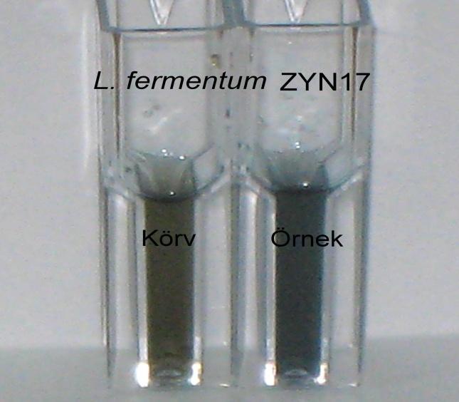 52 En yüksek protein miktarı L. salivarius ZYN23 (0,102±0,005 mg/ml) suşunda tespit edilirken, en düşük protein miktarı L. acidophilus BAZ36 (0,038±0,001 mg/ml) suşunda belirlenmiştir.