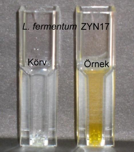 rhamnosus GD11 (1,034±0,027 U/mg) ve L. casei LB65 (1,116±0,036 U/mg) suşlarında yüksek spesifik aktivite yeteneği tespit edilirken, L. delbrueckii subsp. delbrueckii ZYN31 (0,065±0,008 U/mg) ve L.