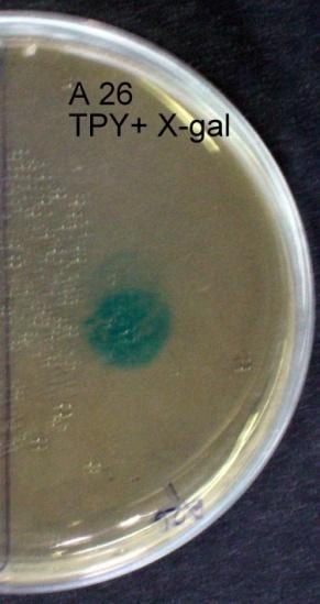 casei LB65 ve Bifidobacterium breve A26) β-galaktozidaz aktivitesi MRS agar içeriğine eklenen X-gal (5-bromo-4-kloro- 3-indolyl-β-D-galaktopiranosid, Sigma) substratı ile desteklenmiştir.