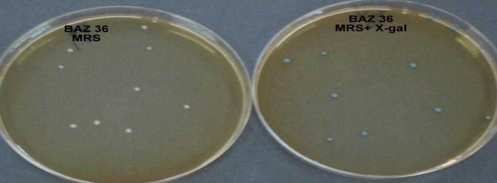 54 Resim 4.4. L. acidophilus BAZ36 suşunun MRS agar ve X-gal içeren MRS agardaki koloni morfolojisi 4.3. β-galaktozidaz Enziminin Optimizasyonu β-galaktozidaz aktivitesi belirlenmiş olan Laktobasillerden en yüksek spesifik aktiviteye sahip 4 adet (L.