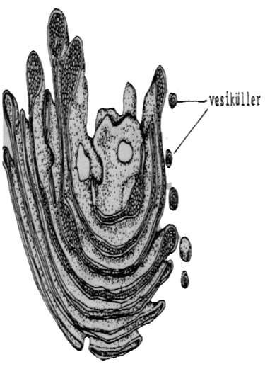 GOLGİ CİSİMCİĞİ (GOLGİ AYGITI, DİKTİYOSOM) Bitki hücrelerindeki golgi cisimciğine Diktiyosom denir.