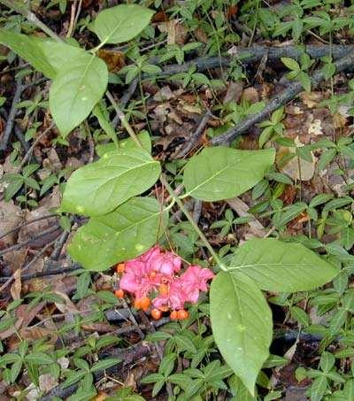 Euonymus latifolius Büyük Yapraklı Papaz Külahı 3m ya da en çok 6m ye kadar boylanabilen, narin yapılı ve gevşek tepeli, kışın yaprağını döken, boylu çalı ya da küçük bir ağaçtır.