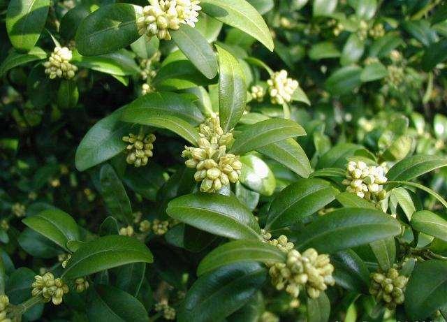 Buxus sempervirens Çoğunlukla sık dallı bir çalı, bazen 6 10m boylarında herdem yeşil küçük bir ağaçtır. Yeşil renkli genç sürgünler dört köşeli ve hafif tüylüdür.