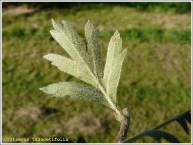 Crataegus